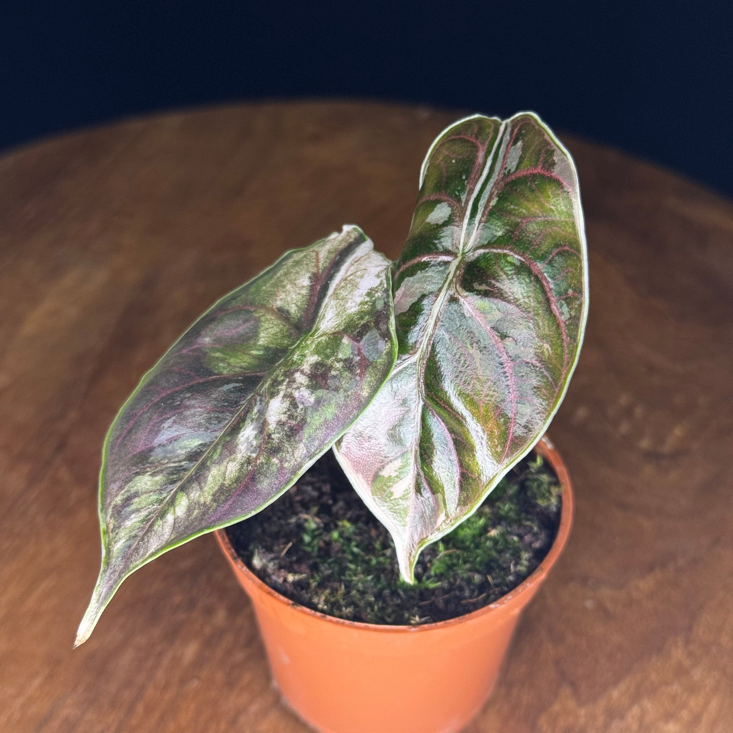 Alocasia Azlanii Albo/Pink