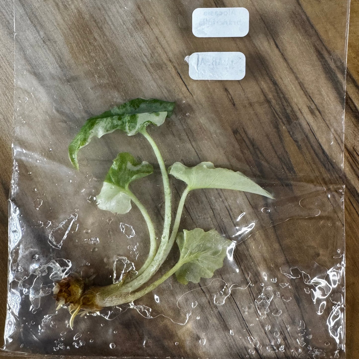 Alocasia Brancifolia - Tissue Culture (TC)