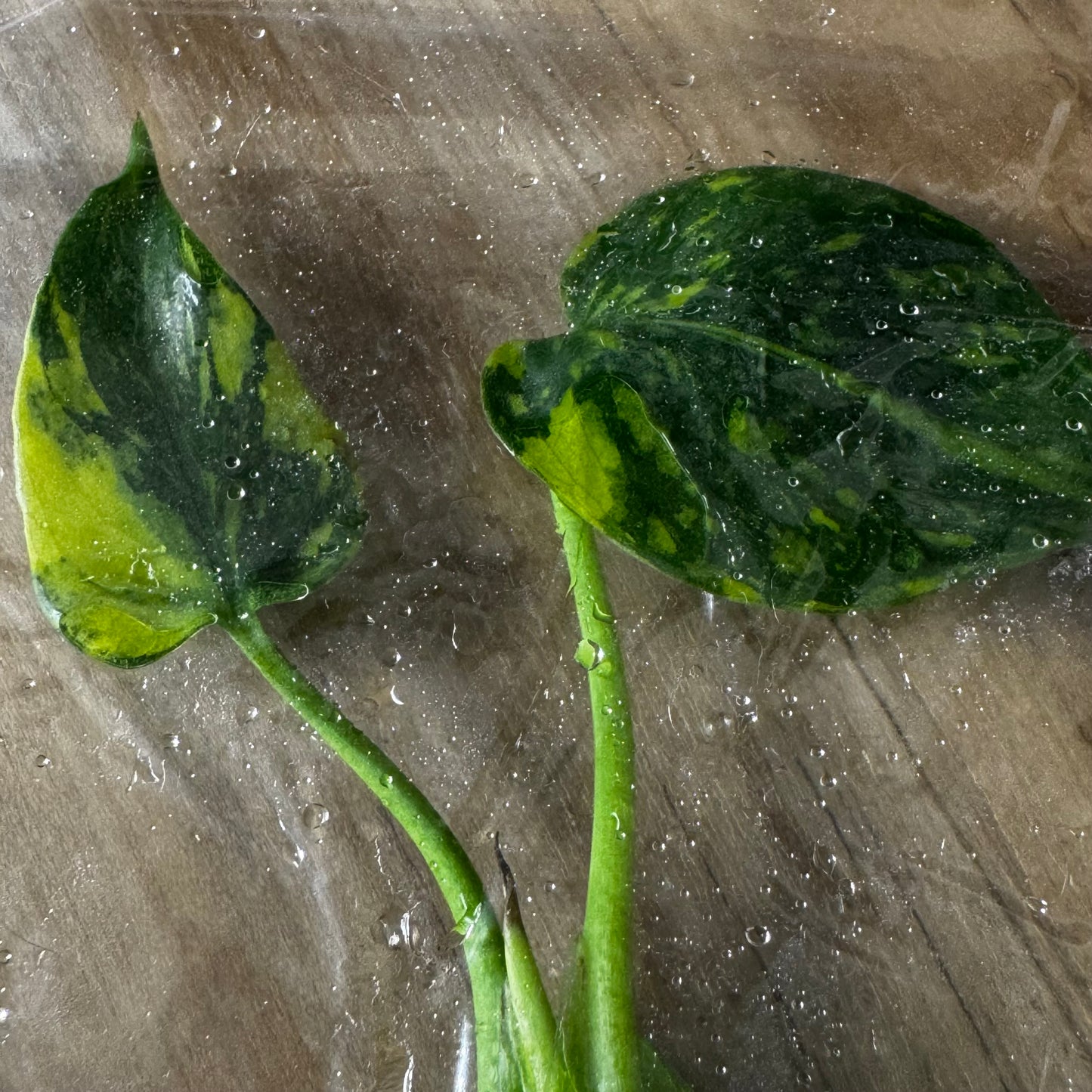 Monstera Electrolight - Tissue Culture (TC)