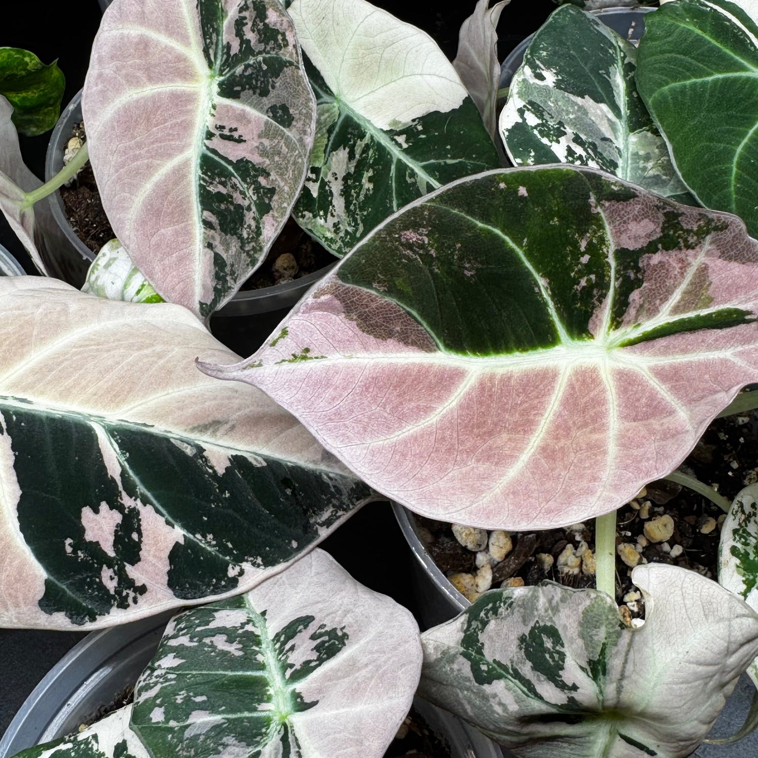 Pink Variegata