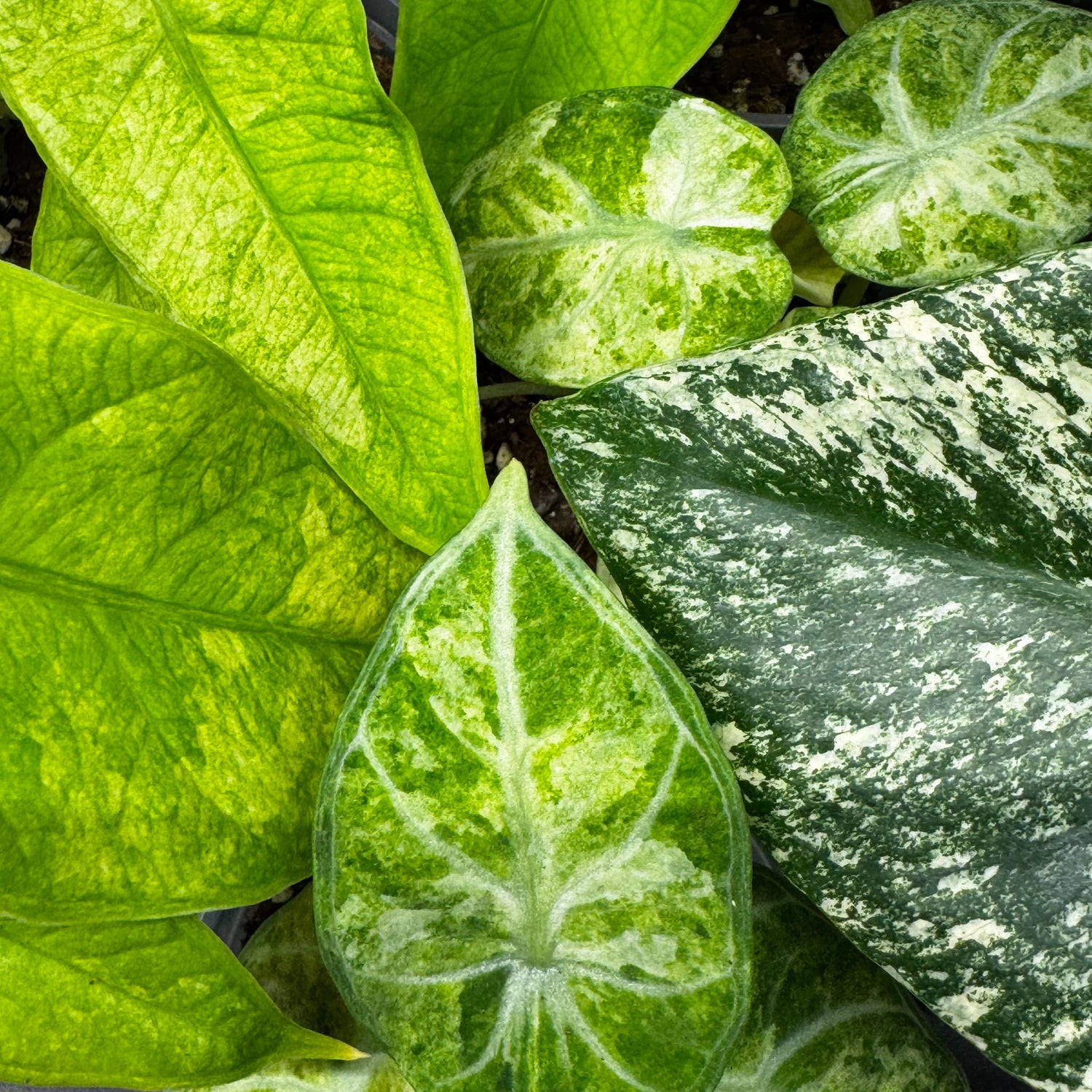 Mint/Splash Variegata