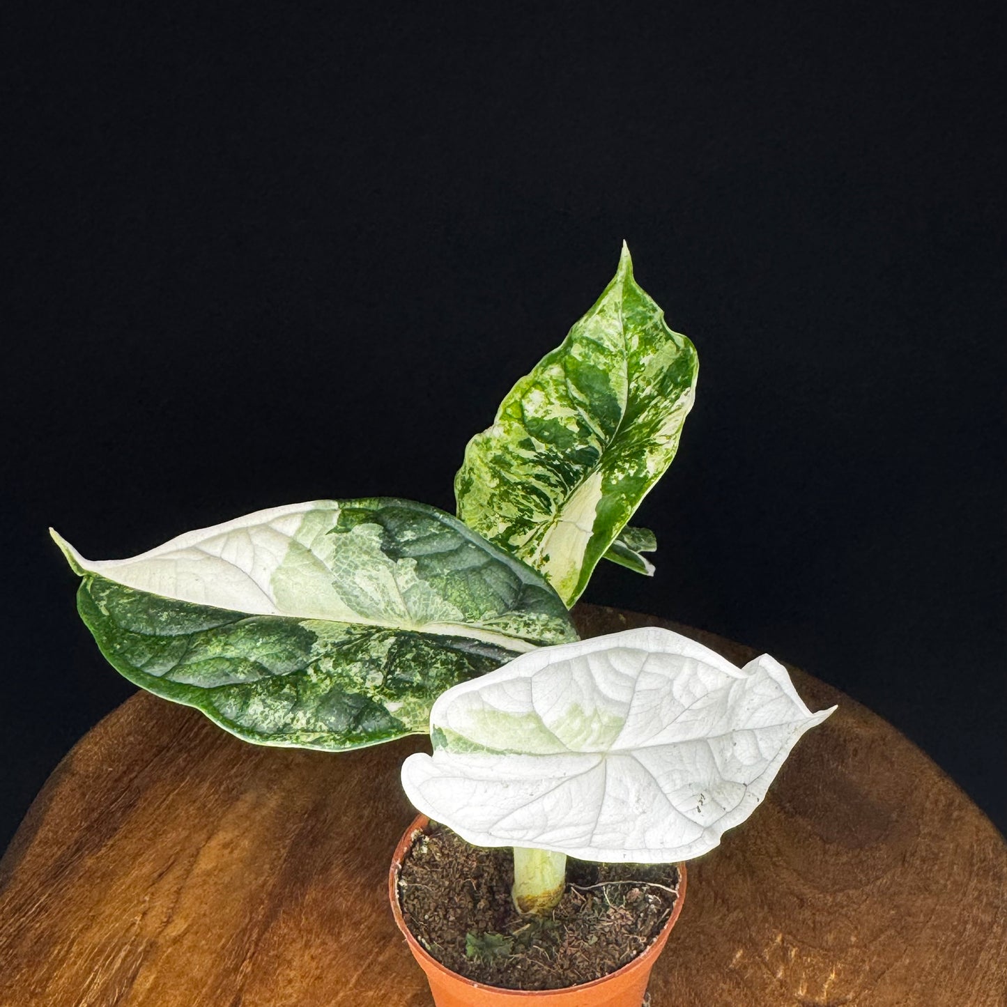 Alocasia Dragon Scale Albo