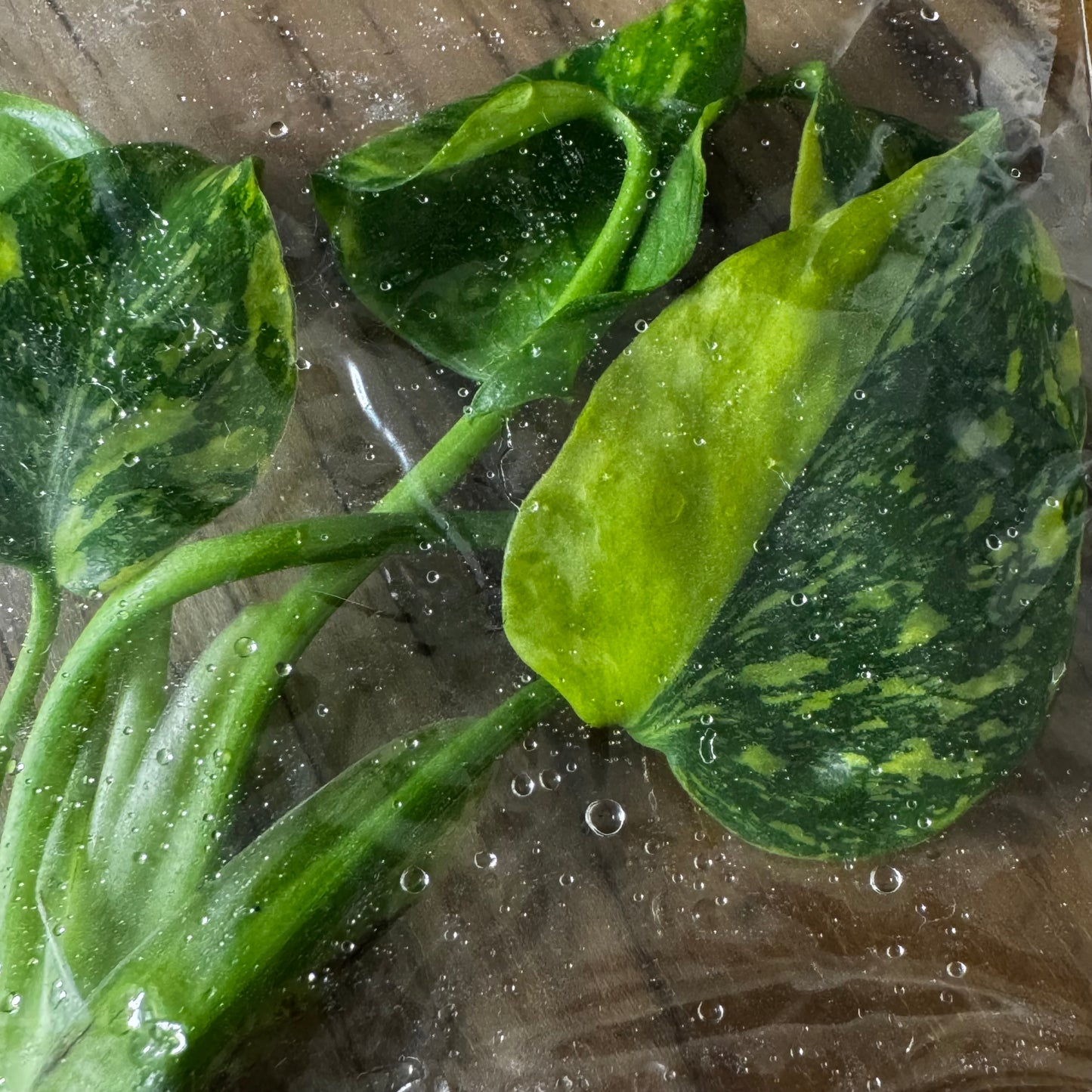 Monstera Electrolight - Tissue Culture (TC)