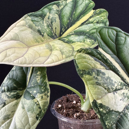 Alocasia Dragon Scale Albo