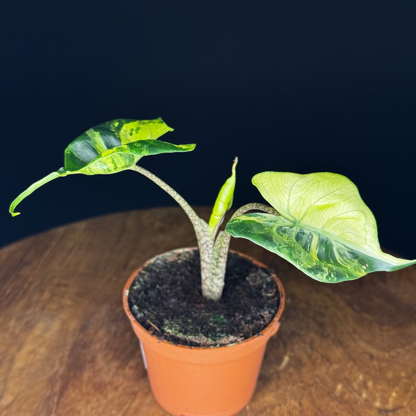 Alocasia Stingray Aurea