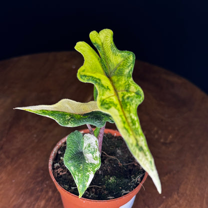 Alocasia Tandurusa (Jacklyn) Variegata