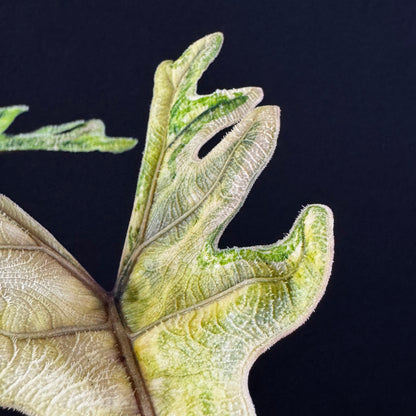 Alocasia Tandurusa (Jacklyn) Variegata