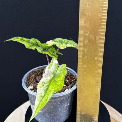 Alocasia Tandurusa (Jacklyn) Variegata