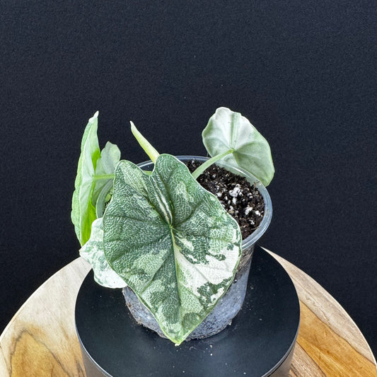 Alocasia Melo Albo