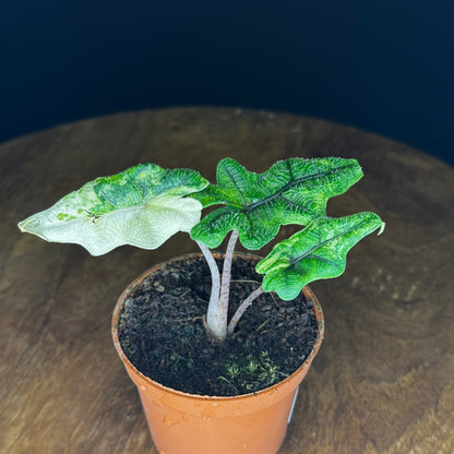 Alocasia Tandurusa (Jacklyn) Variegata