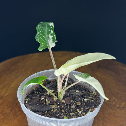 Alocasia Lauterbachiana Albo