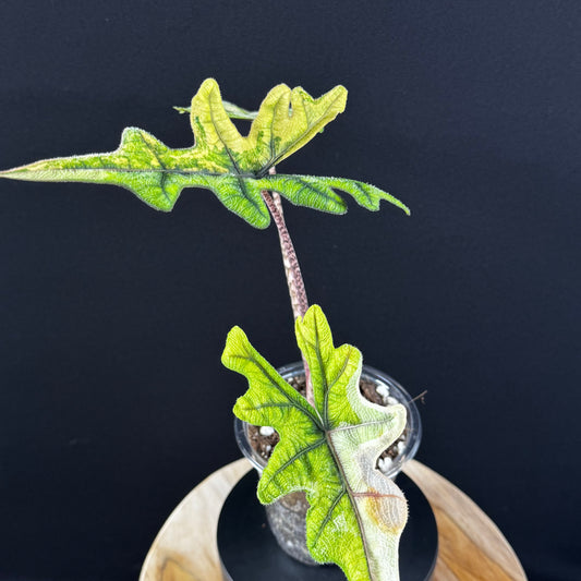 Alocasia Tandurusa (Jacklyn) Variegata