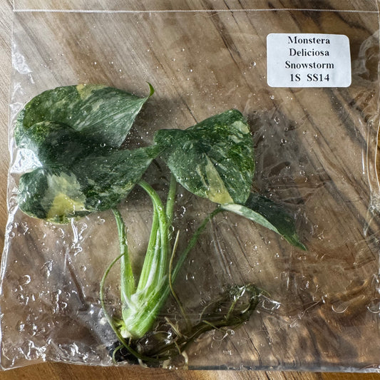 Monstera Snowstorm (Green Snow) (TC)