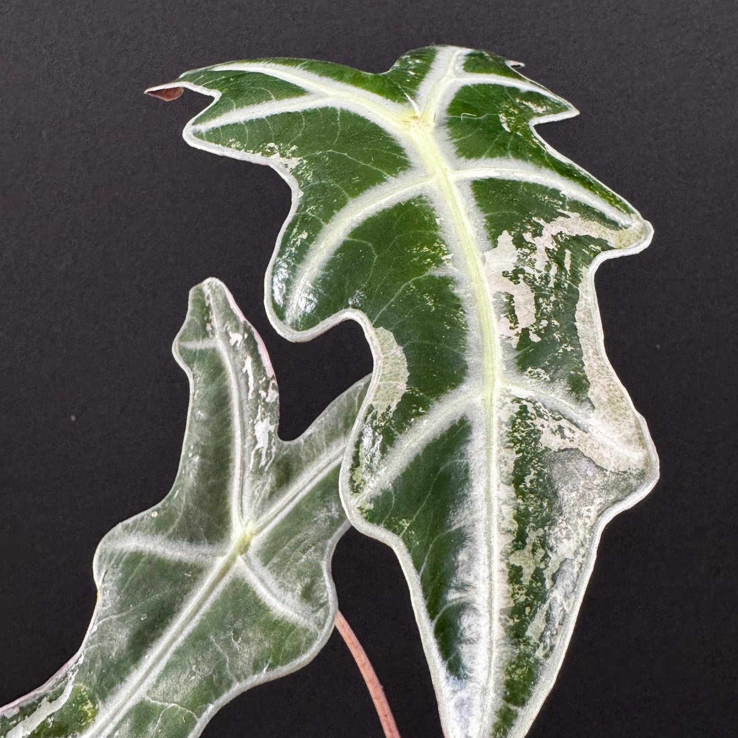 Alocasia Sanderiana ''Nobilis'' Pink