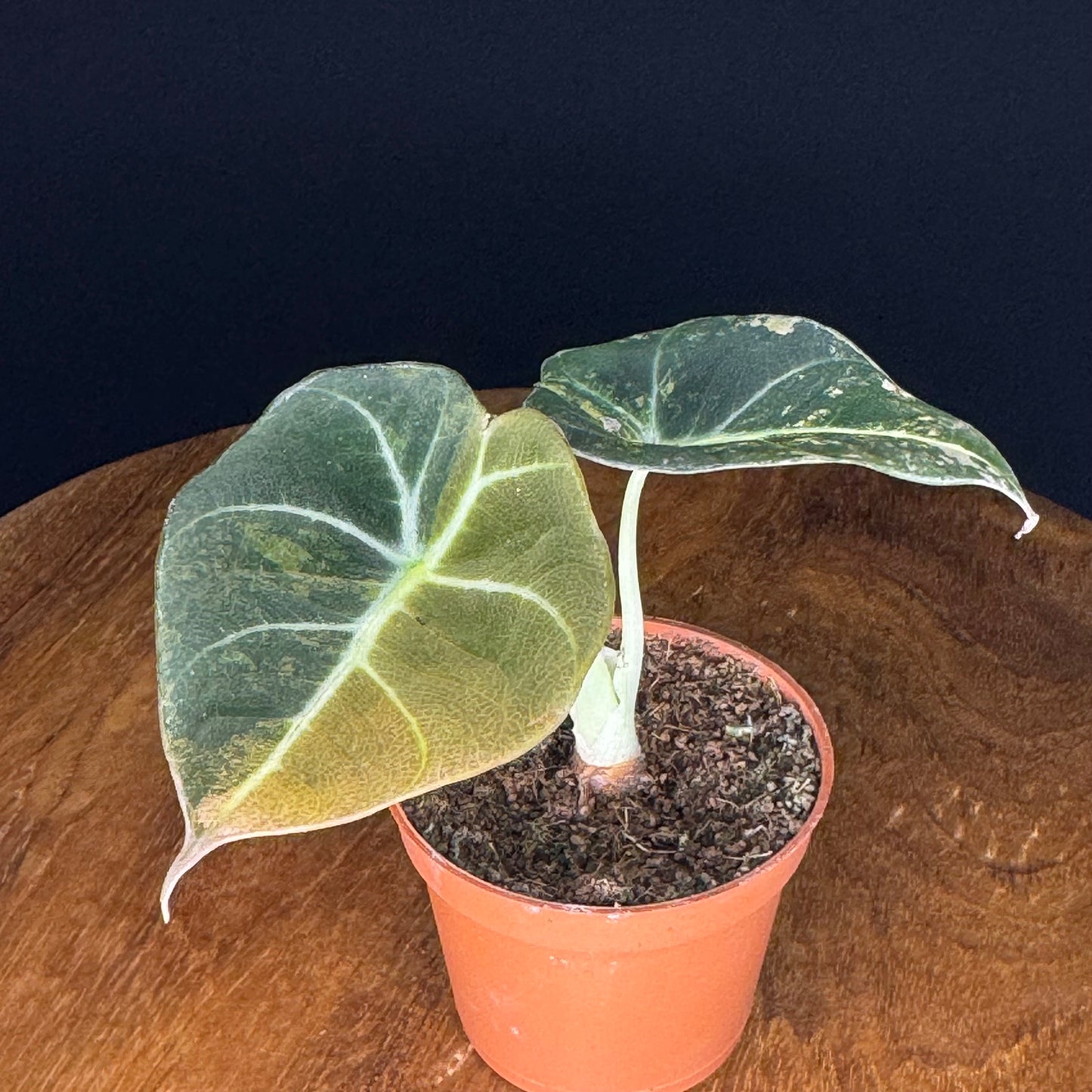 Alocasia Black Velvet Gold