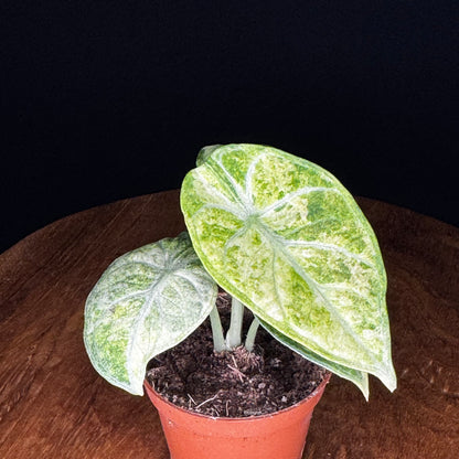 Alocasia Ninja Tricolor (Splash)