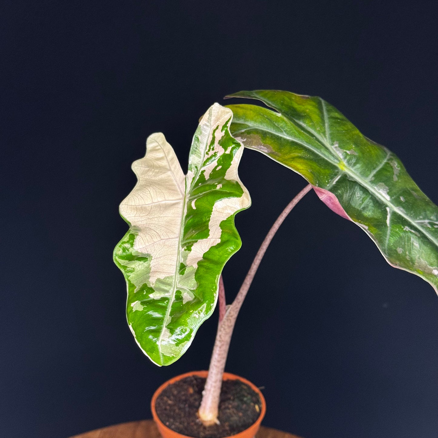 Alocasia Pseudo Sanderiana Albo/Pink