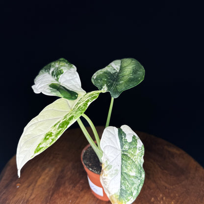 Alocasia Dragon Scale Albo