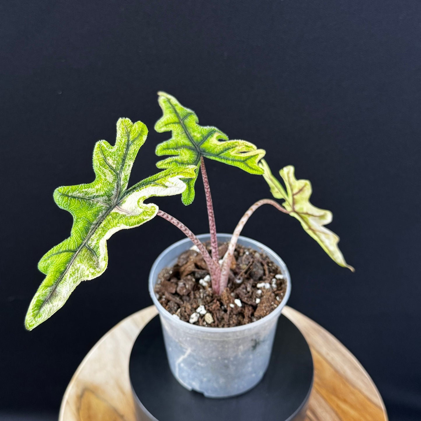 Alocasia Tandurusa (Jacklyn) Variegata