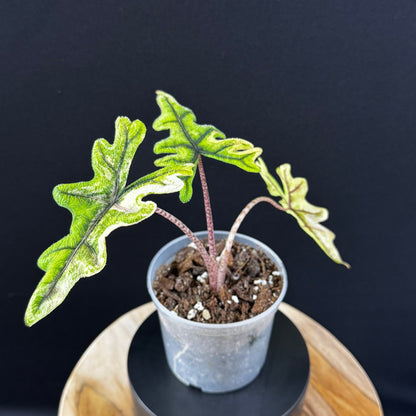 Alocasia Tandurusa (Jacklyn) Variegata