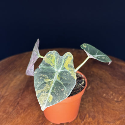 Alocasia Black Velvet Gold