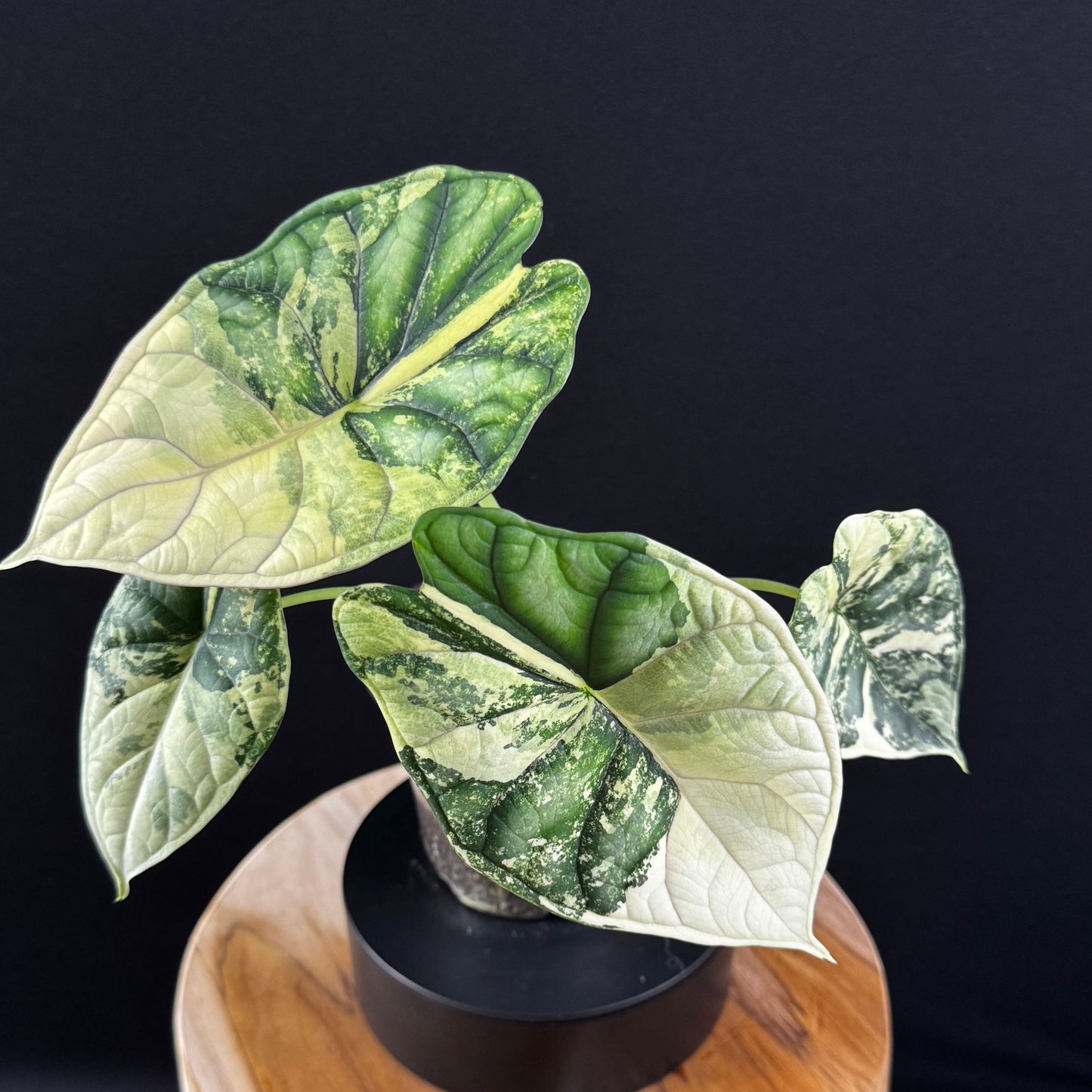 Alocasia Dragon Scale Albo