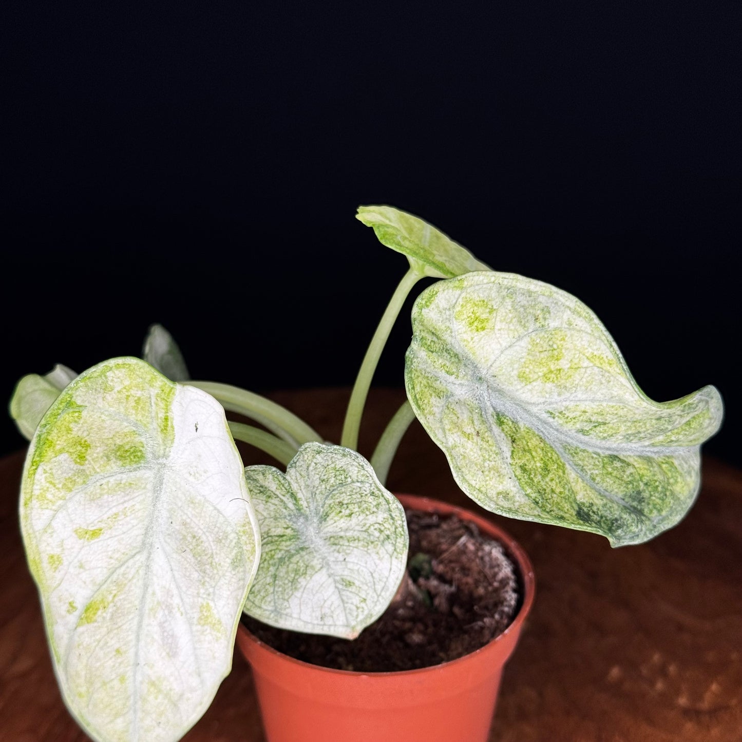Alocasia Ninja Tricolor (Splash)