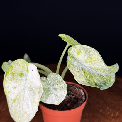 Alocasia Ninja Tricolor (Splash)