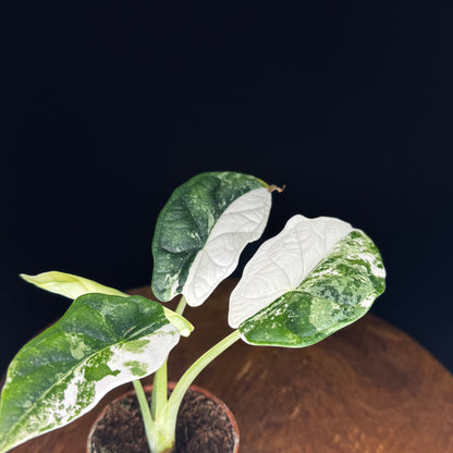 Alocasia Dragon Scale Albo