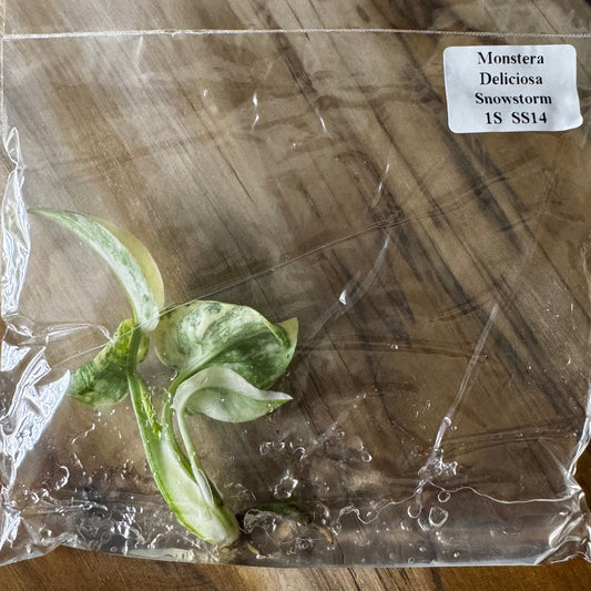 Monstera Snowstorm (Green Snow) (TC)