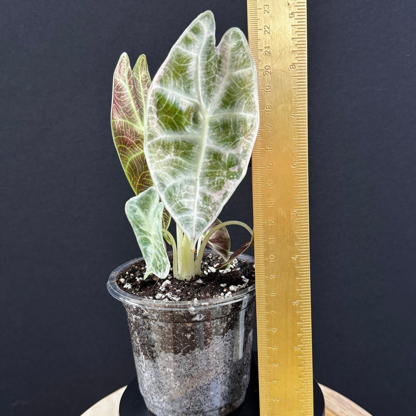 Alocasia Watsoniana Lightning Pink