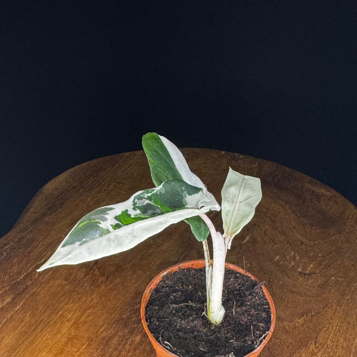Alocasia Lauterbachiana Albo