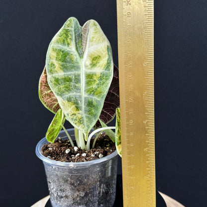 Alocasia Watsoniana Lightning Aurea