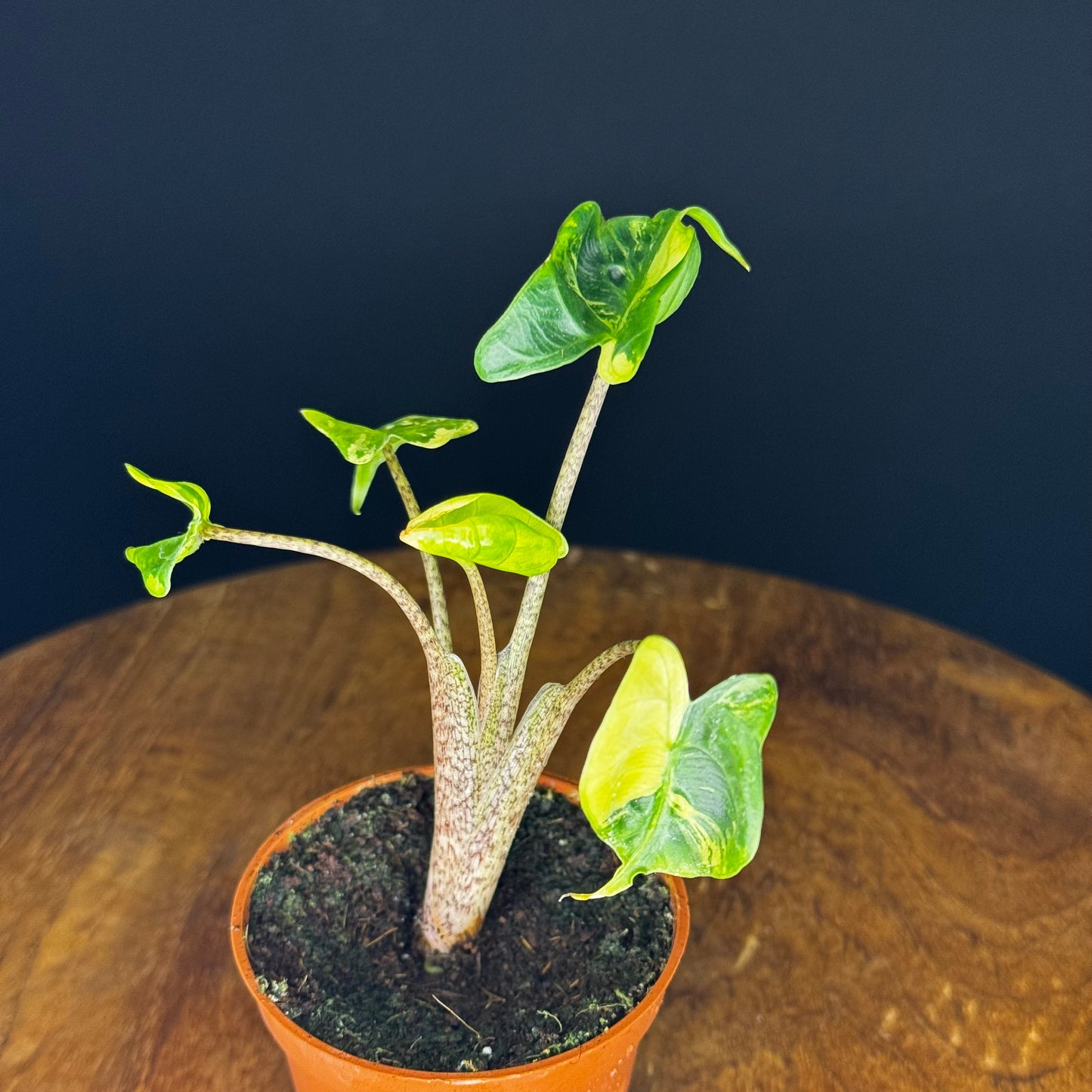 Alocasia Stingray Aurea