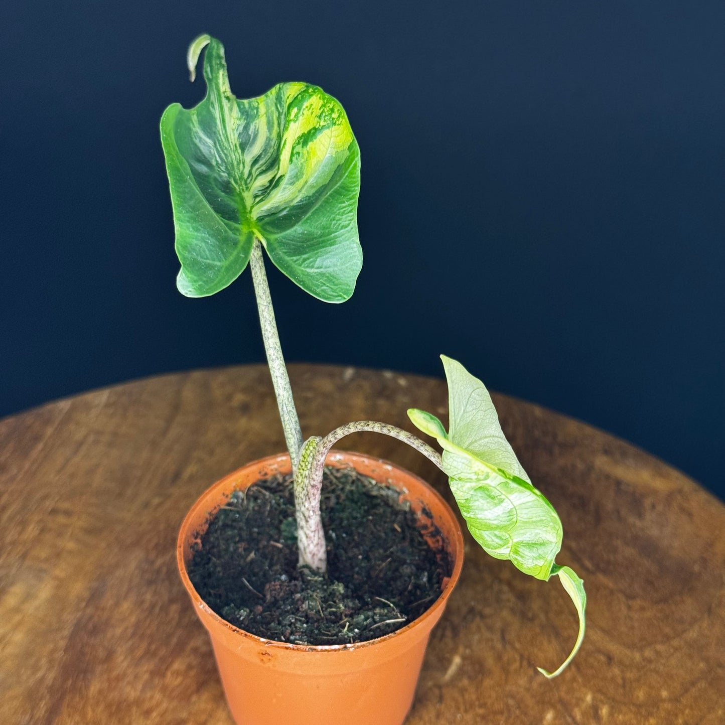 Alocasia Stingray Aurea