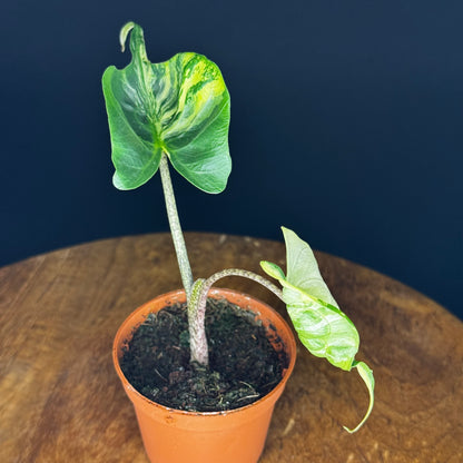 Alocasia Stingray Aurea