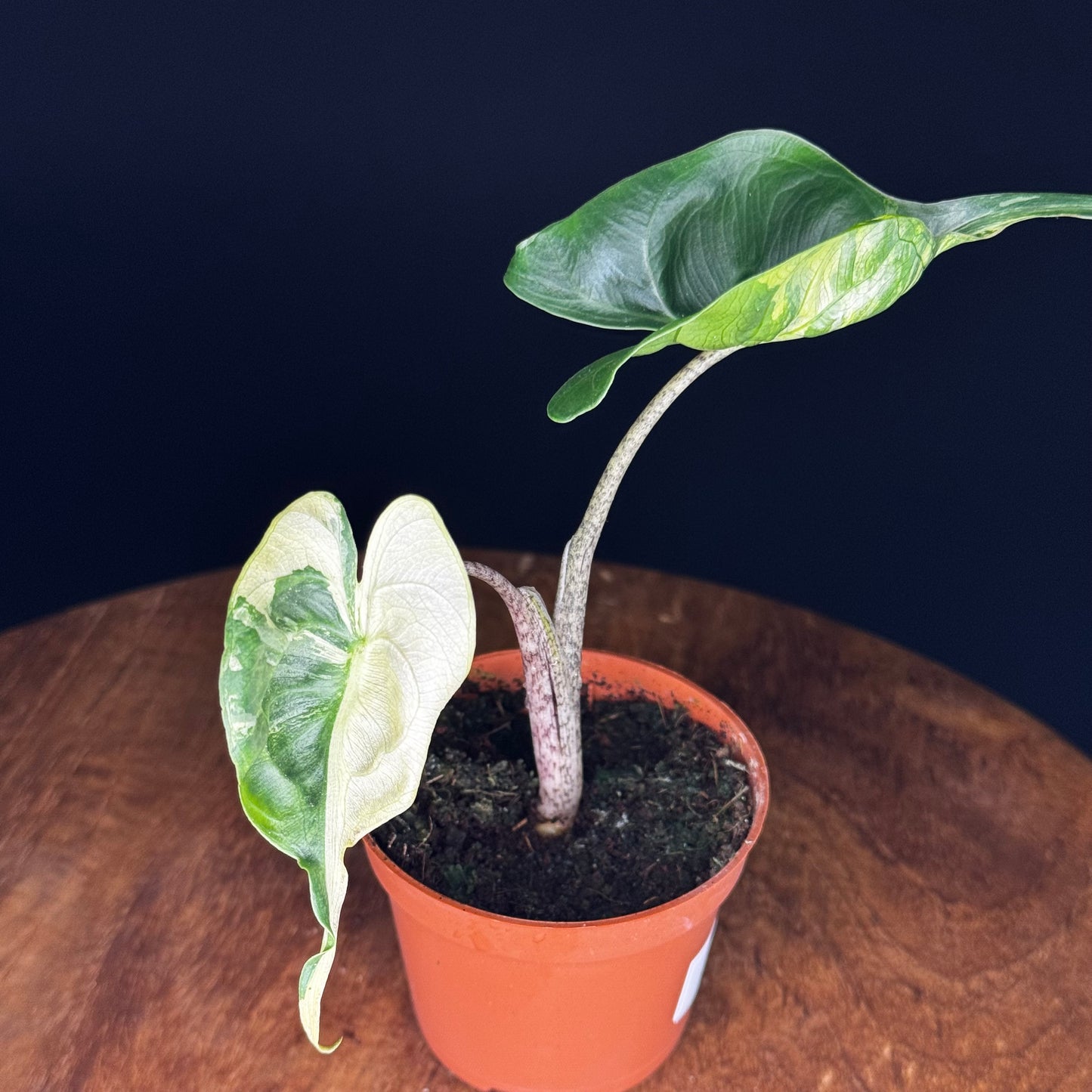 Alocasia Stingray Aurea
