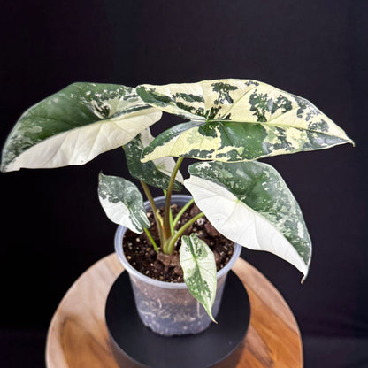 Alocasia Simpo Albo