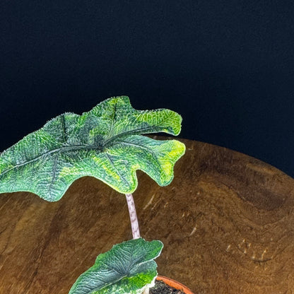 Alocasia Tandurusa (Jacklyn) Variegata