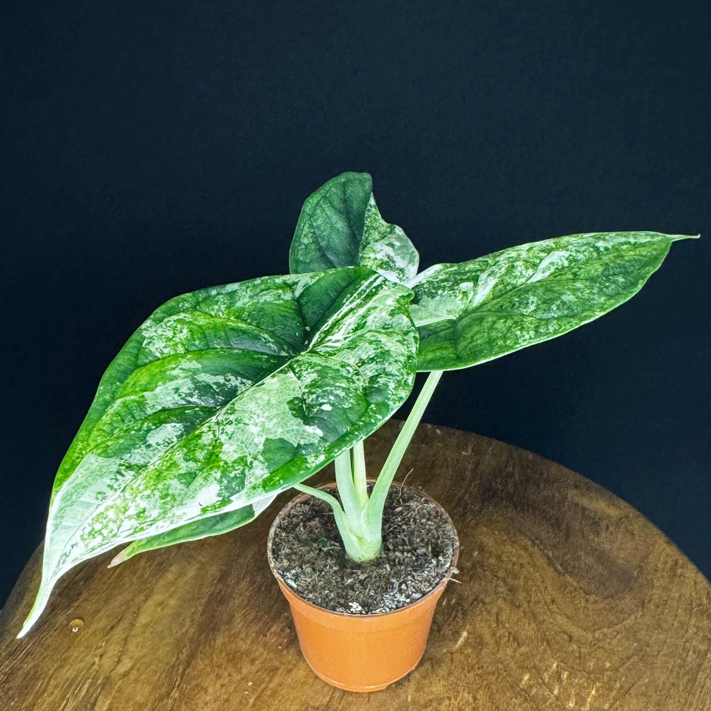 Alocasia Dragon Scale Albo