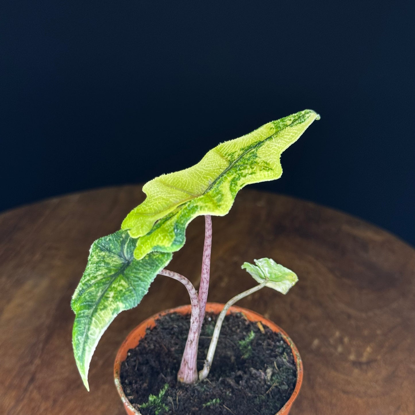 Alocasia Tandurusa (Jacklyn) Variegata