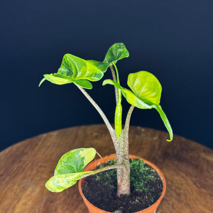 Alocasia Stingray Aurea