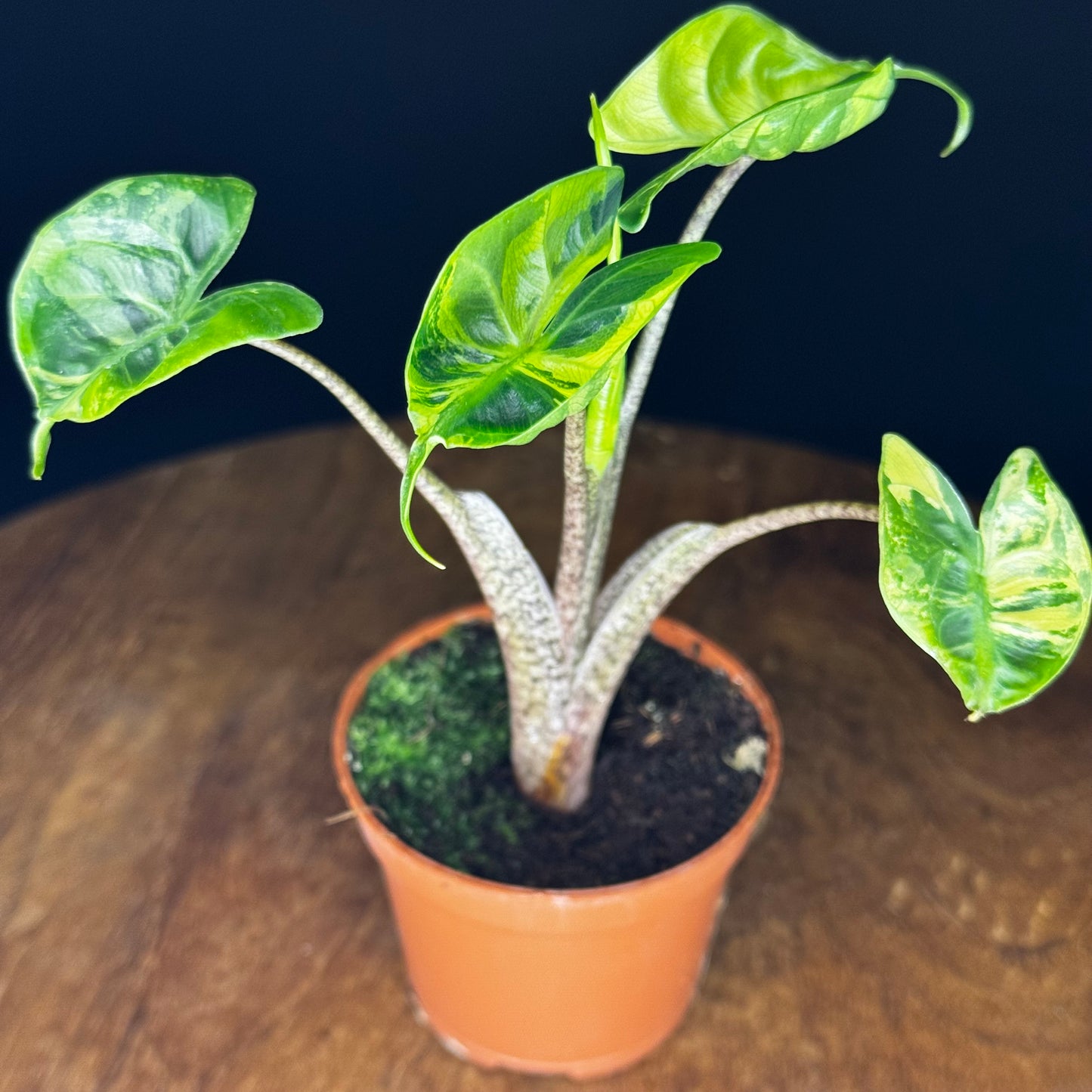 Alocasia Stingray Aurea
