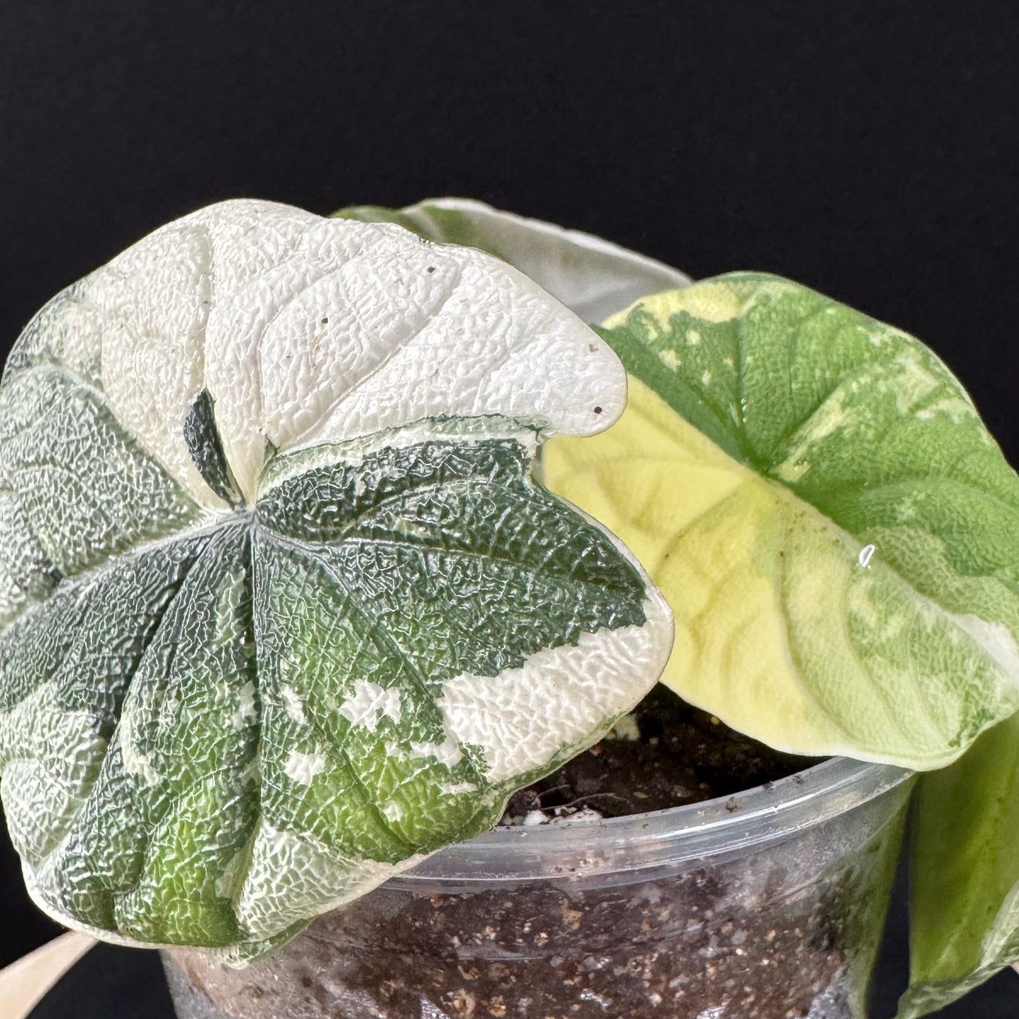 Alocasia Melo Albo