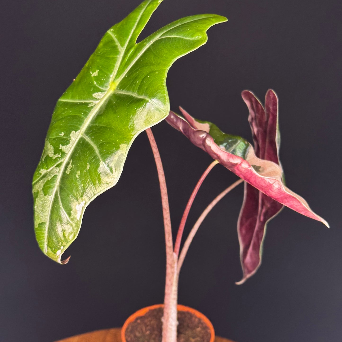 Alocasia Pseudo Sanderiana Albo/Pink