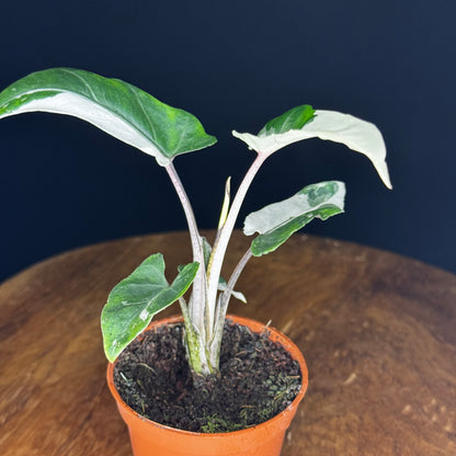 Alocasia Lauterbachiana Albo