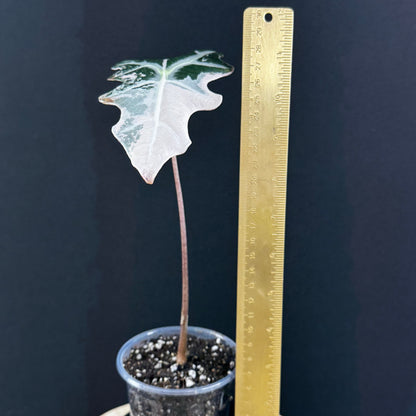 Alocasia Sanderiana ''Nobilis'' Pink