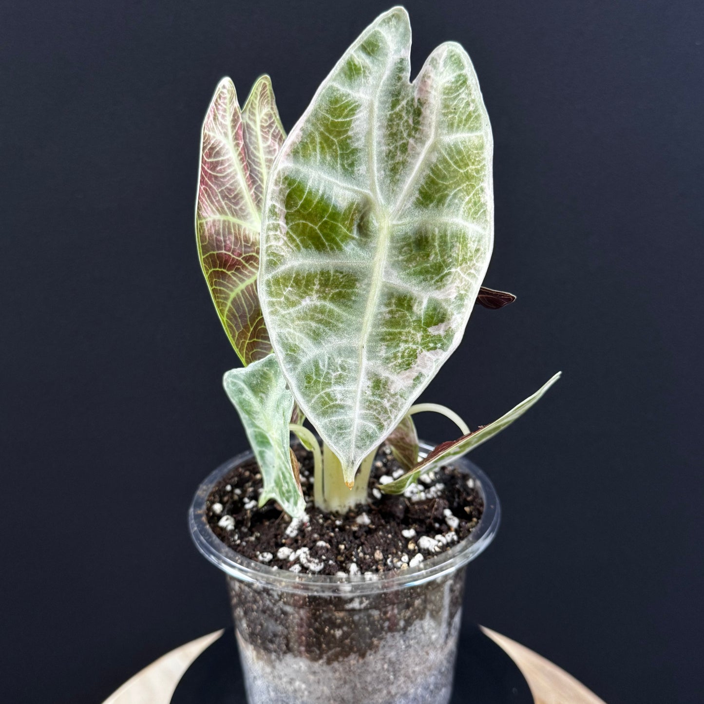 Alocasia Watsoniana Lightning Pink