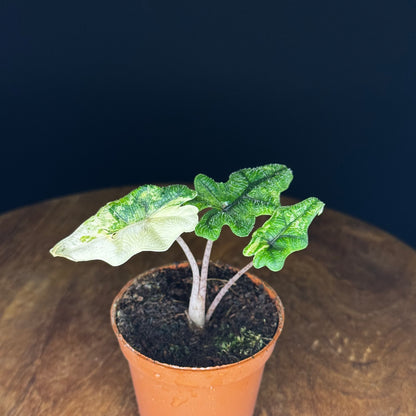 Alocasia Tandurusa (Jacklyn) Variegata