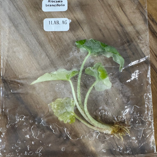 Alocasia Brancifolia - Tissue Culture (TC)